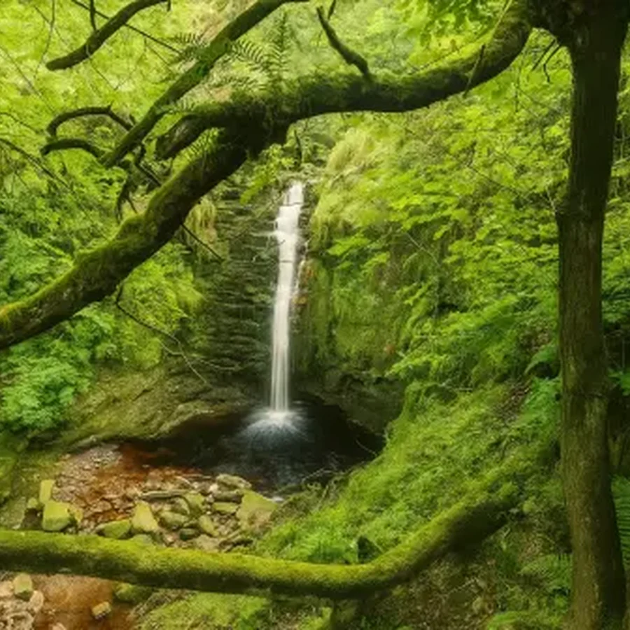 Самурский лиановый лес, Дагестан